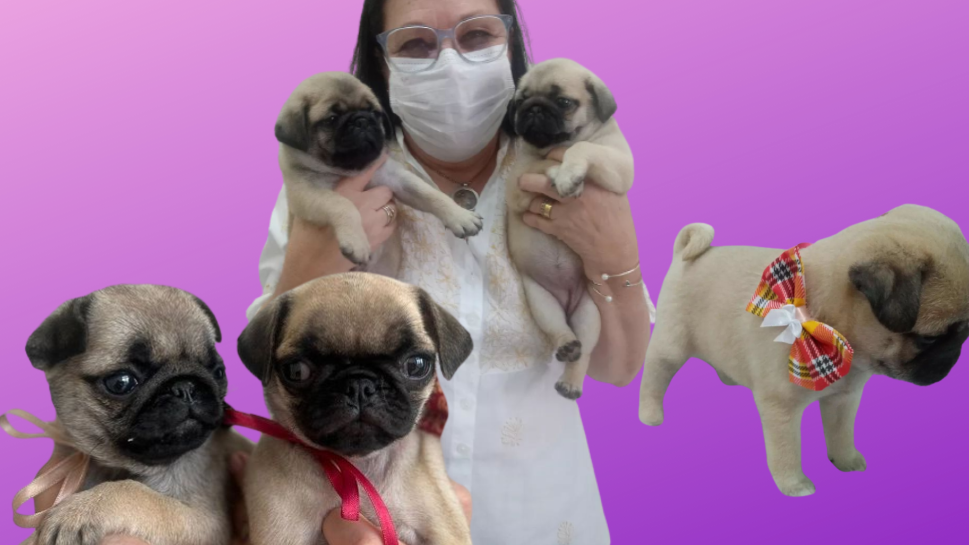 Filhote de Pug Campinas Fêmea - Família Pug Campinas % Filhote de Pug ...