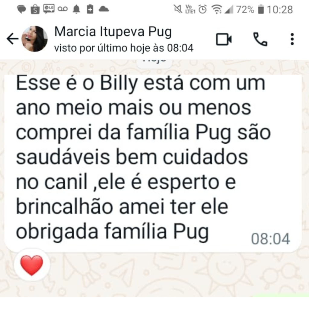 Filhote de pug