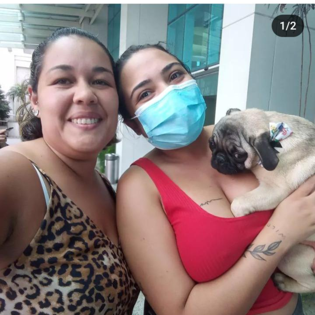 Filhote de pug abricot campinas