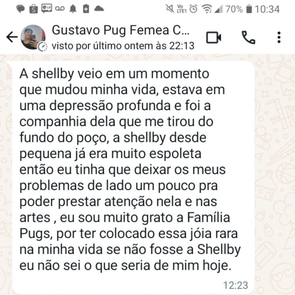 filhote de pug a venda