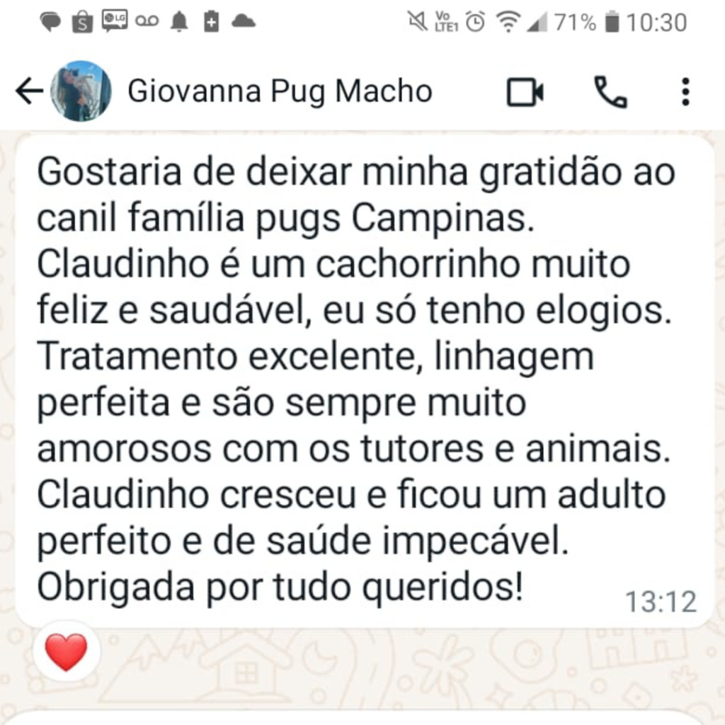 filhote de pug disponível